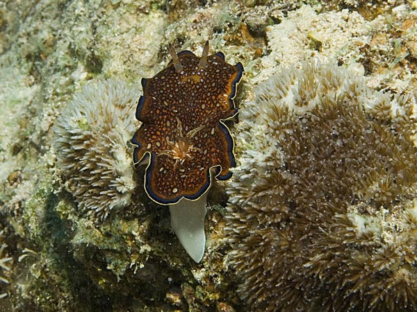 Chromodoris charlottae